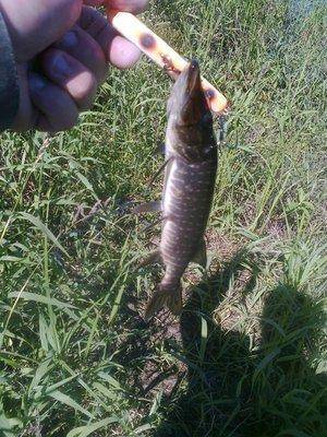 5767df47df983_3585.thumb.jpg.68800511cab