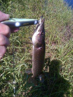 5767df63415b7_3587.thumb.jpg.b0d1872e9f7