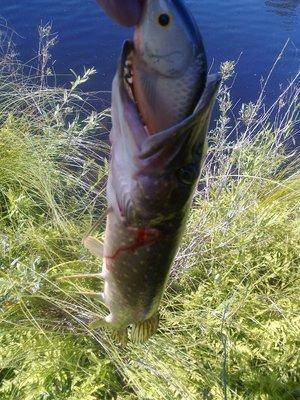 5767df6769bff_3589.thumb.jpg.f6bf7e57c8a