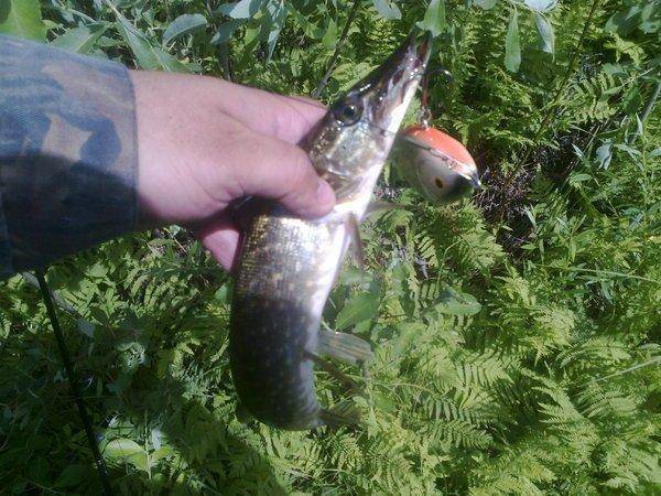 5767df6e51aa5_3590.thumb.jpg.08fae9de2e4