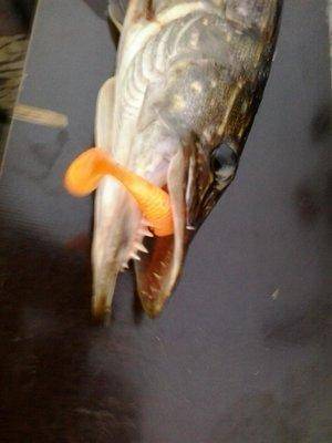 2016-06-23 22.08.13.jpg