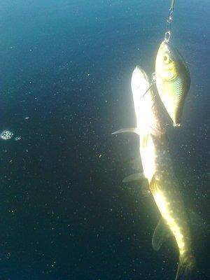 Джерки! 003.jpg