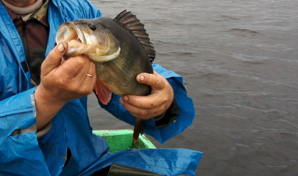 IMG_20160625_064451 (2).png