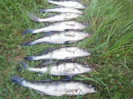 P5210765.thumb.JPG.16b23f1606b9678f1ad47