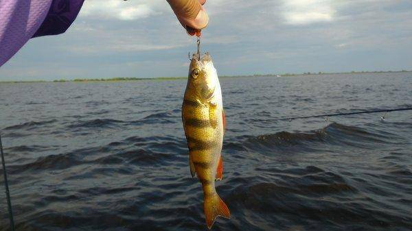 P_20160602_170816_HDR.thumb.jpg.253da6d7