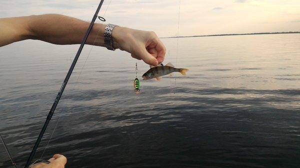 P_20160602_191356.thumb.jpg.b9f23a2b32f7