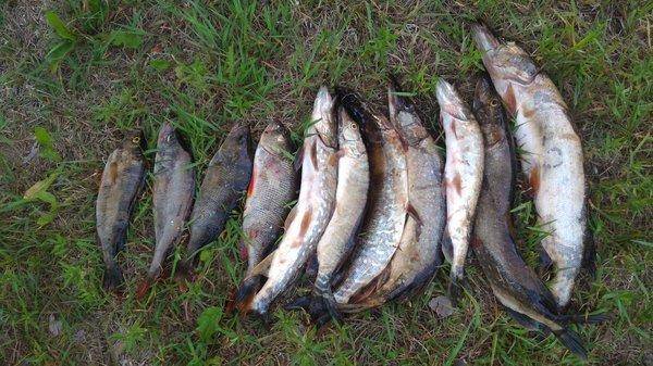 P_20160602_204922.thumb.jpg.a7fd867ca154