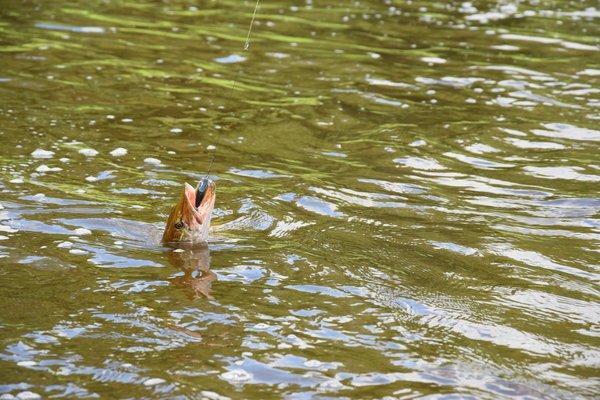 Мста, сплав 2-3 июля 2016 029.JPG