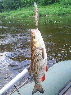 Мста , сплав 2-3 июля 2016 009.jpg