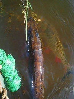 Мста , сплав 2-3 июля 2016 015.jpg