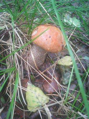 Грибы 8 июля 2016 008.jpg