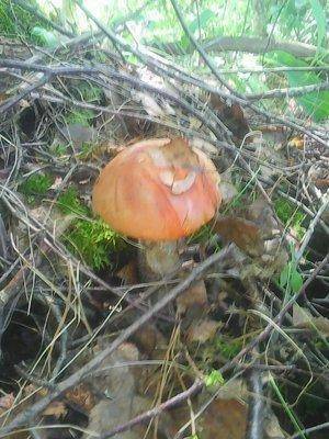 Грибы 10 июля 2016 001.jpg