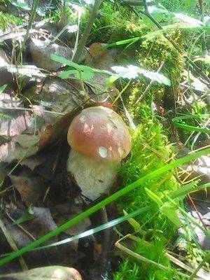 Грибы 10 июля 2016 002.jpg