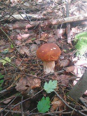 Грибы 10 июля 2016 017.jpg