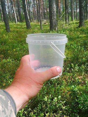 Грибы 10 июля 2016 025.jpg