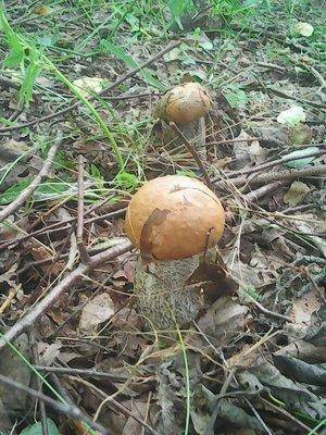 Грибы 10 июля 2016 030.jpg