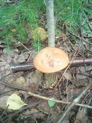 Грибы 10 июля 2016 034.jpg