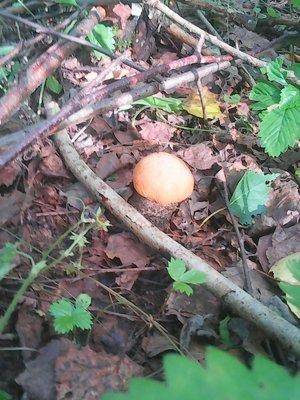 Грибы 10 июля 2016 035.jpg