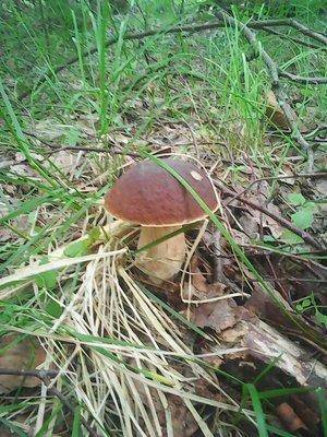 Грибы 15 июля 2016 012.jpg