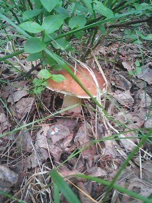 Грибы 15 июля 2016 016.jpg