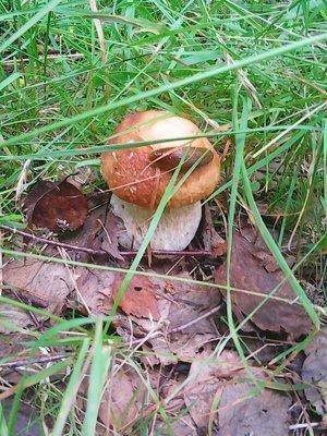 Грибы 15 июля 2016 023.jpg