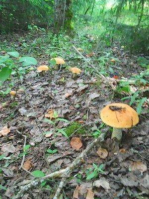 Грибы 15 июля 2016 071.jpg