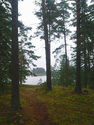 Грибы 18 июля 2016 019.jpg