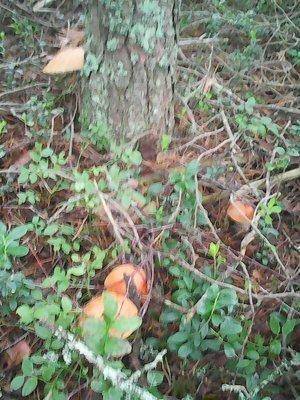 Грибы 18 июля 2016 015.jpg