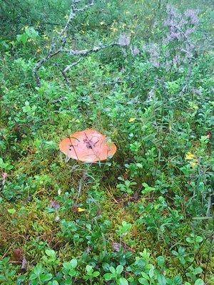 Грибы 18 июля 2016 028.jpg