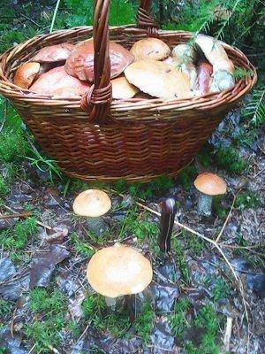 Грибы 18 июля 2016 031.jpg