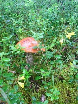 Грибы 18 июля 2016 029.jpg