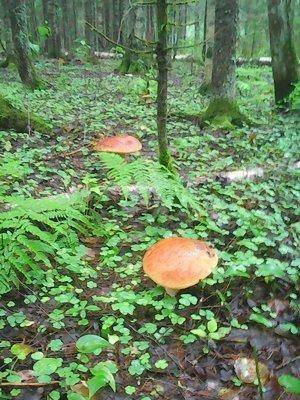 Грибы 21 июля 2016 003.jpg