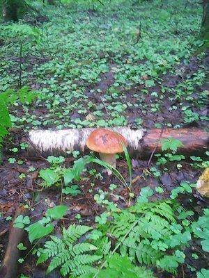 Грибы 21 июля 2016 004.jpg