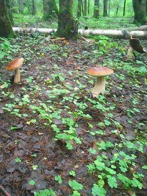 Грибы 21 июля 2016 005.jpg