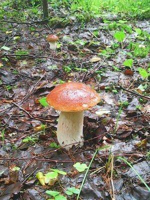 Грибы 21 июля 2016 006.jpg