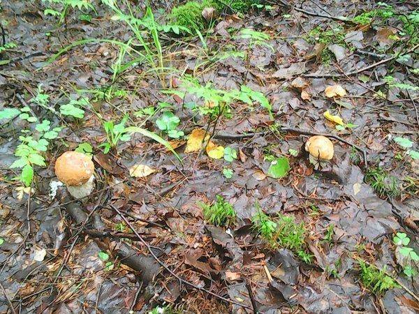 Грибы 21 июля 2016 007.jpg