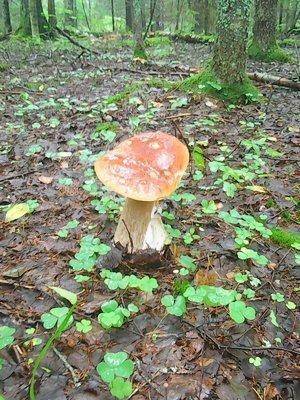 Грибы 21 июля 2016 008.jpg