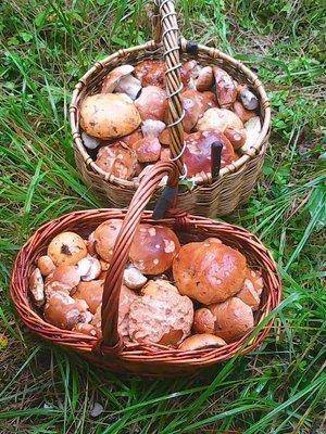 Грибы 21 июля 2016 011.jpg