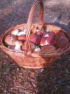 Грибы 22 июля 2016 003.jpg