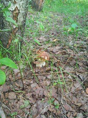 Грибы 24 июля 2016 004.jpg