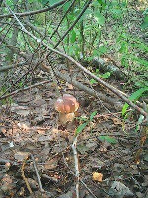 Грибы 24 июля 2016 005.jpg