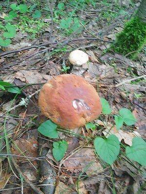 Грибы 24 июля 2016 010.jpg