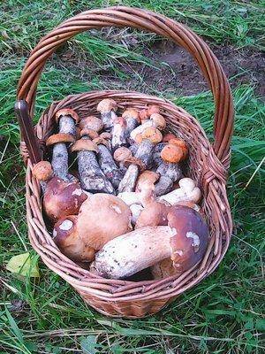 Грибы 24 июля 2016 022.jpg