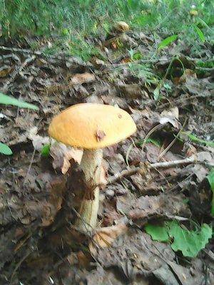 Грибы 24 июля 2016 017.jpg