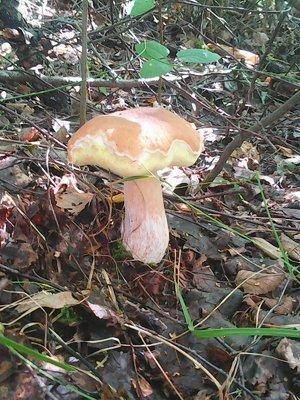 Грибы 30 июля 2016 005.jpg