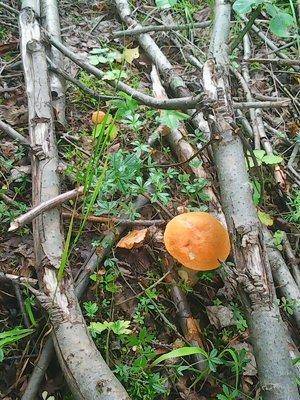 Грибы 30 июля 2016 011.jpg