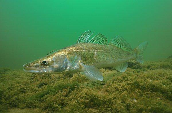 zander-fish-photo.jpg