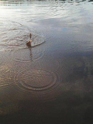 Рыбалка 5 августа 2016 023.jpg