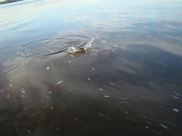 Брызги от жереха.JPG