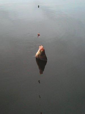 Вечерка на леща 7 августа 2016 003.jpg